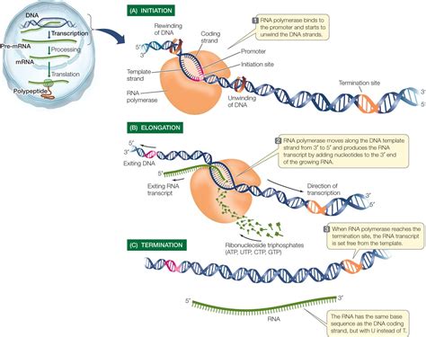 Prokaryotic Transcription- Enzymes, Steps, Significance