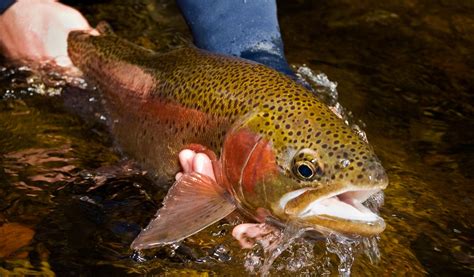 Reading The Body Language of Highly Aggressive Trout | Fly Fishing ...