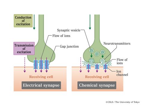 cellways: Electrically coupled cells make a connection