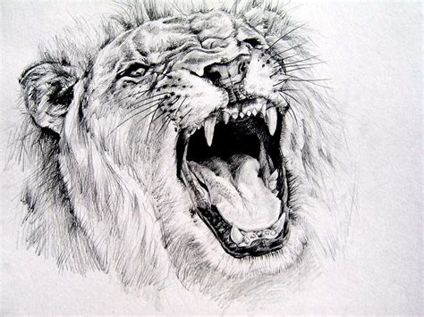 Lion Roaring Drawing - Draw Easy