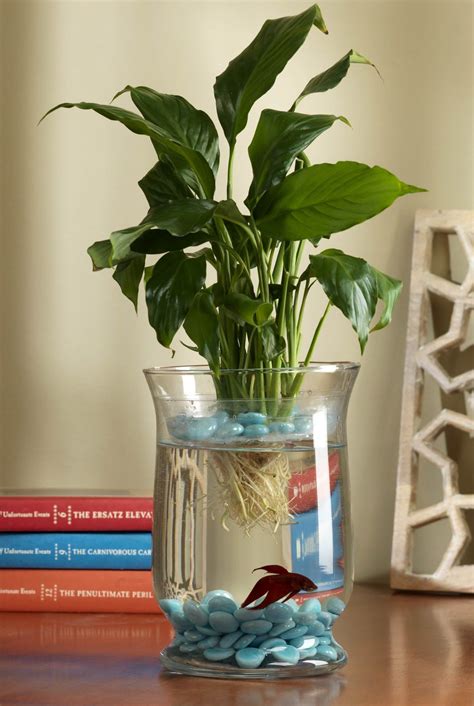 Indoor ecosystem for dorm! | Fish plants, Indoor water garden, Fish vase