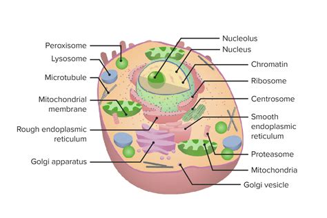 Diagram Of A Cell Labeled With Organelles