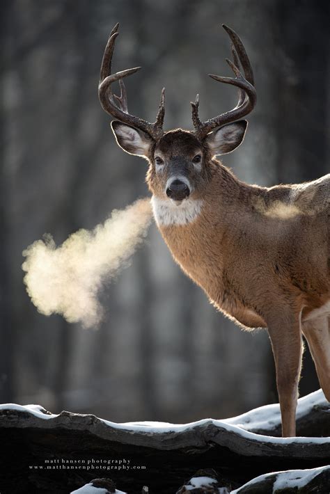 Whitetail Deer Photography - Whitetail Deer Photography