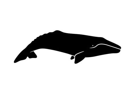 Gray Whale Illustrations, Royalty-Free Vector Graphics & Clip Art - iStock