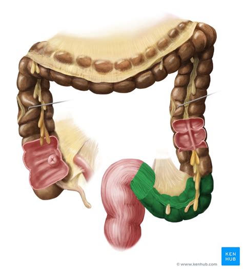 Sigmoid colon - Definition, Anatomy and Function | Kenhub