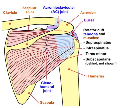 Shoulder Joint Anatomy Posterior View