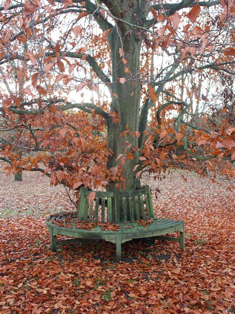 Beech Tree: Pictures, Photos, Images, Facts on Beech Trees