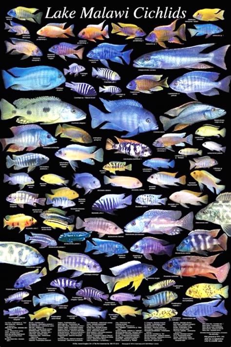 Lake Malawi Cichlid Types | African cichlid aquarium, Cichlid aquarium ...