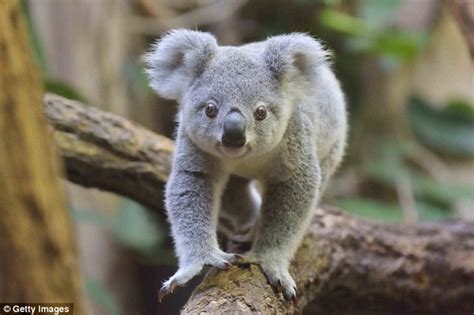 Koala tries to break into a house as expert warns they are being chased ...