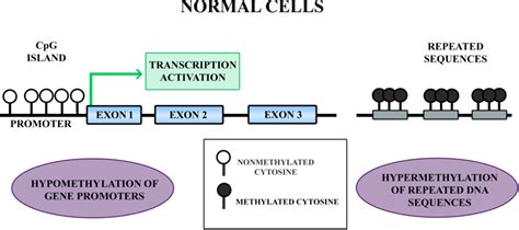 Figure 1 from DNA methylation: gene expression regulation | Semantic ...