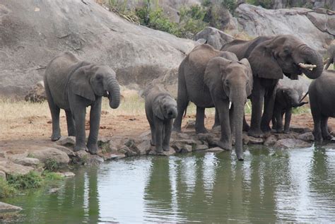 TANZANIA SAFARI | Four Seasons Lodge Serengeti | Glitter&Mud