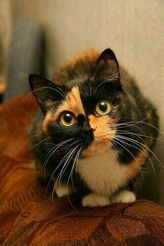 Checkerboard face, so cute | Pretty cats, Cute cats, Cute animals