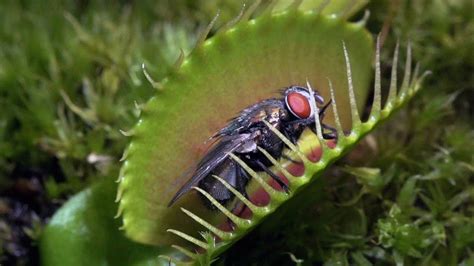 Top 10 Fascinating Carnivorous Plants - YouTube