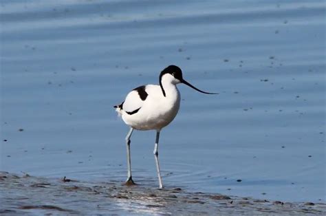 Avocet: Description, Pictures, & Fun Facts I TheBirdPedia