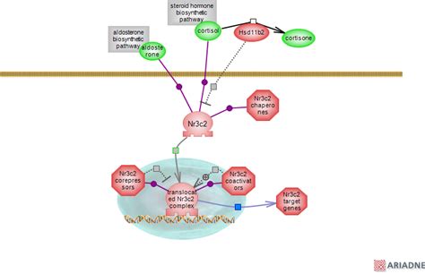 aldosterone signaling pathwayRat Genome Database