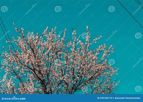 Background with Grass and Flowers. Stock Photo - Image of glass ...