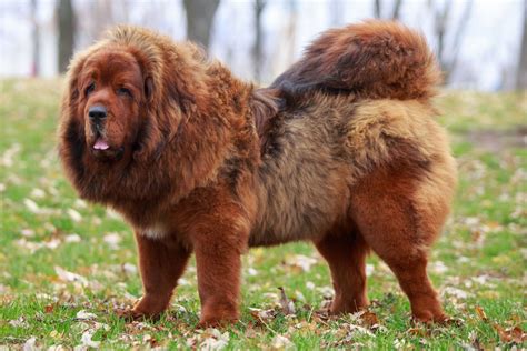 Tibetan Mastiff Dog Breeds: Origins, Health Care Advice, and FAQs