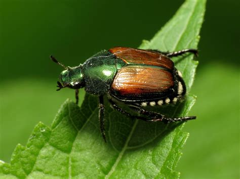 Beetle Facts, Types, Lifespan, Classification, Habitat, Pictures