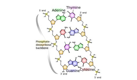 RNA and DNA May Have Shared Building Blocks and May Have Appeared at ...