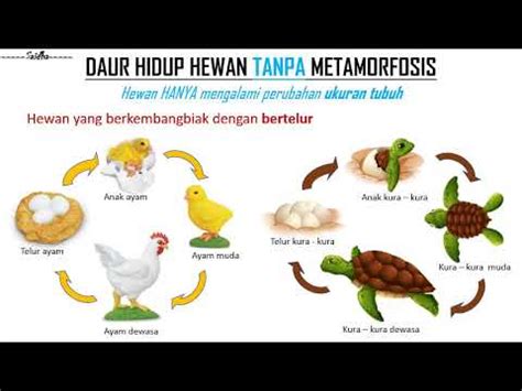 Metamorfosis Dan Daur Hidup Ayam Siklus Dan Pertumbuhan - IMAGESEE