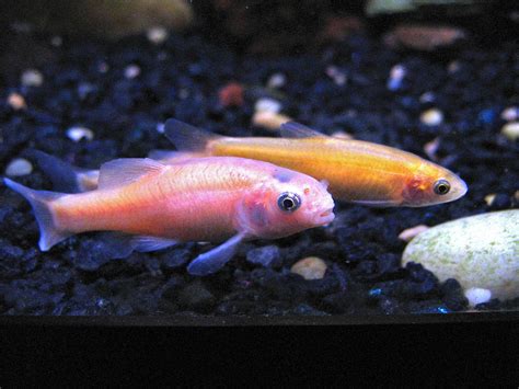 Rosy Red Minnow - The Care, Feeding and Breeding of Rosy Red Minnows ...