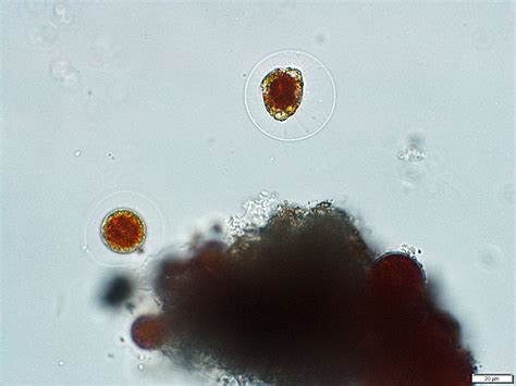 Plants of the Gila Wilderness-- Haematococcus pluvialis