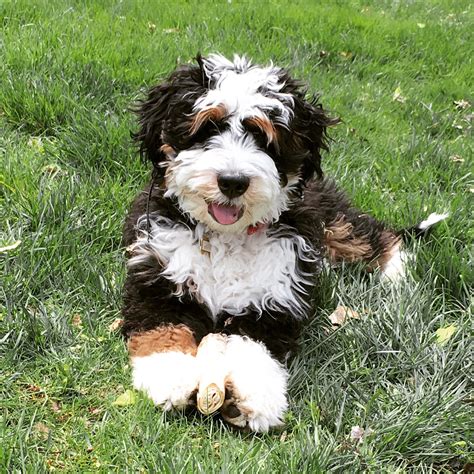 Leroy is a Mini Bernedoodle Puppy from Hackman's Miniature ...