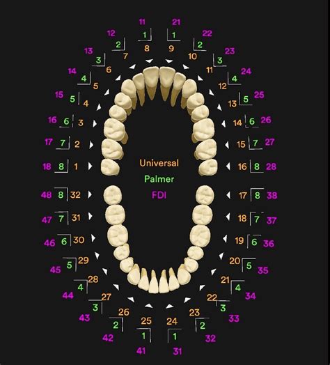 Tooth Number Chart Printable - prntbl.concejomunicipaldechinu.gov.co