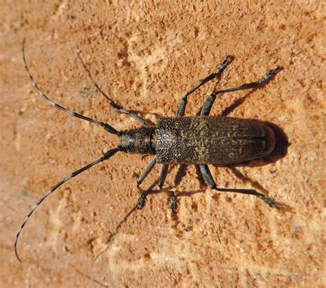 Pine Sawyer Beetle: Identification, Life Cycle, Facts & Pictures