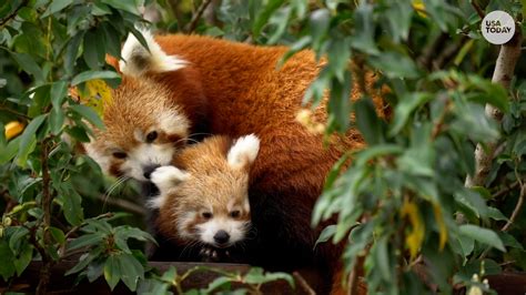 Red Panda Habitat Destruction