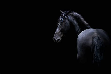 HD wallpaper: dark animals horse, mammal, black background, studio shot ...