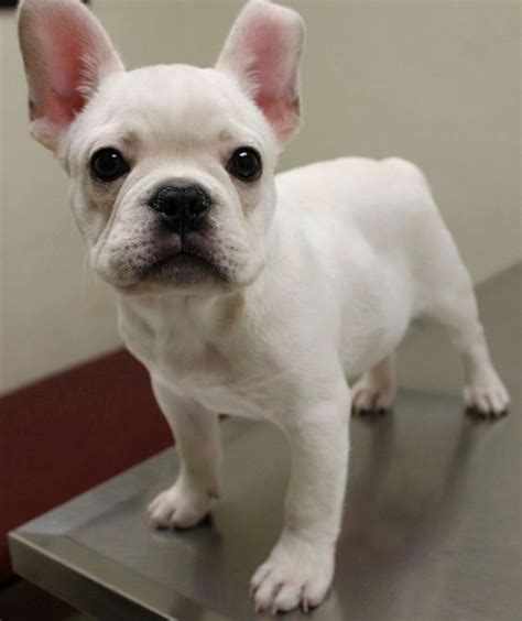 Pin on Bulldog | Chihuahua mix puppies, French bulldog puppies, Bulldog ...