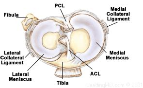 Lateral meniscus - Physiopedia