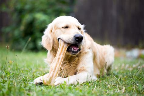 How to Pick Safe Edible Chews for Your Dog - AKC: Health - CairnTalk