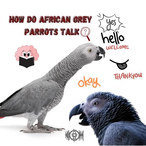 How do african grey parrots talk - African grey parrot tongue