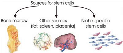 There are 3 different sources for adult stem cells. First, stem cells ...