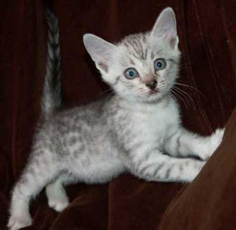 egyptian mau cats | egyptian mau kittens | Egyptian mau, Kitten for ...