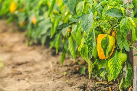 Why Your Pepper Leaves Are Turning Yellow (and What to Do About It)