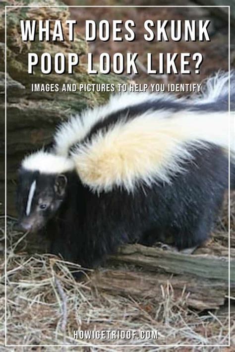 What Does Skunk Poop Look Like? Images and Pictures to Help You ...