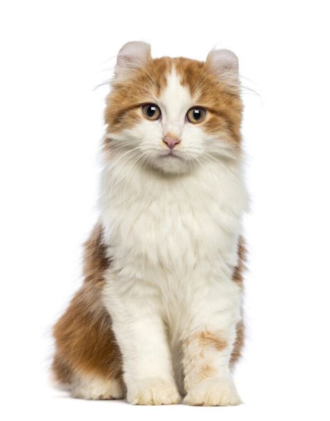 American Curl (Longhair) Cats