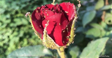 5 Reasons Not To Use A Natural Vinegar Aphid Spray on Roses