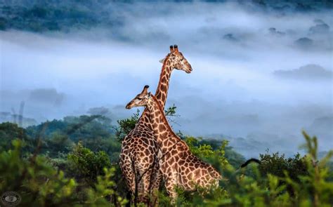 Magnificent Safari Holiday Packages South Africa 2023-24