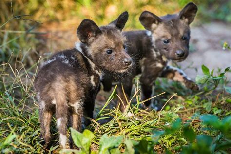 Rare African painted dog pups born at ZooTampa