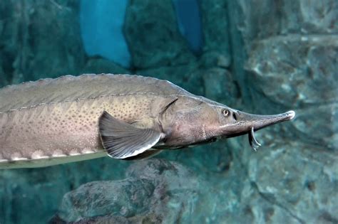 Sturgeons in Your Garden Pond - Yes or No? - pondlovers.com