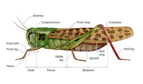 A grasshopper's anatomy