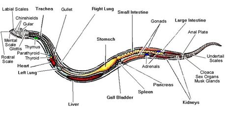 Kim Kardashian: earthworm dissection diagram