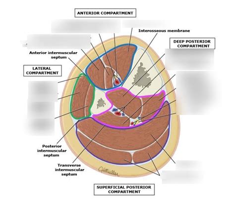 Cross Section of Lower Leg Diagram | Quizlet