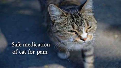 Safe medication of cat for pain