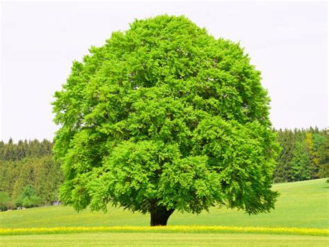 Beech Tree Planting - Types Of Beech Trees For The Landscape