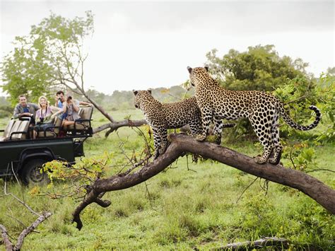 The best Safaris in Africa - The Luxury Travel Blog - Travel Luxury Villas